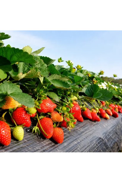 Fragaria ananassa ‘Queen Elizabeth II’